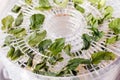 Fresh mint is dried white food dehydrator tray on table. Electric drier, ealthy vegetarian vegan concept, fruit diet. special tool