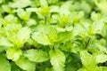 Fresh mint in the garden