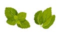 Fresh mint green leaves set. Spearmint herbal aroma plant vector illustration