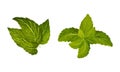 Fresh mint green leaves set. Spearmint, peppermint herbal plant vector illustration