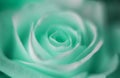 Fresh mint green rose close up macro photography of petals