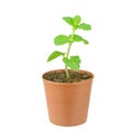 Fresh mint growing in a flowerpot to ensure the freshest ingredients in the kitchen for cooking and garnish Royalty Free Stock Photo