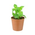 Fresh mint growing in a flowerpot to ensure the freshest ingredients in the kitchen for cooking and garnish Royalty Free Stock Photo