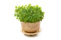 Fresh mint growing in a flowerpot to ensure the freshest ingredients in the kitchen for cooking and garnish Royalty Free Stock Photo