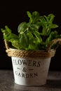 Fresh mint growing in a flowerpot Royalty Free Stock Photo