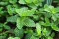 Fresh mint Royalty Free Stock Photo