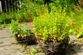 Fresh mint growing in the garden Royalty Free Stock Photo