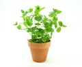 Fresh mint herb