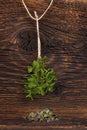 Fresh mint herb. Royalty Free Stock Photo