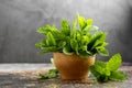 Fresh mint herb heap, green menthol leaves for mojito or summer cocktails