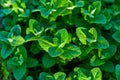 Fresh mint herb and spice gardening farming