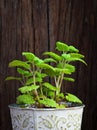 Fresh mint herb in a tin pot Royalty Free Stock Photo