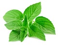 Fresh mint isolated Clipping Path