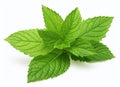 Fresh mint isolated on a white background