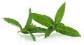 Fresh mint Royalty Free Stock Photo