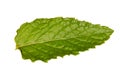 Fresh Mint Leaf Royalty Free Stock Photo
