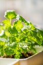 Fresh mint leaf background. Microgreen leaves