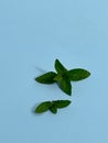 Fresh mint leaf on a blue background Royalty Free Stock Photo