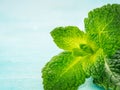 Fresh mint leaf close up on blue background Royalty Free Stock Photo