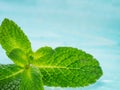 Fresh mint leaf close up on blue background Royalty Free Stock Photo