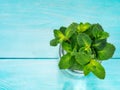 Fresh mint leaf close up on blue background Royalty Free Stock Photo