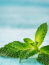 Fresh mint leaf close up on blue background Royalty Free Stock Photo