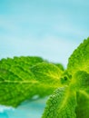 Fresh mint leaf close up on blue background Royalty Free Stock Photo