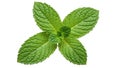 Fresh mint leaf close-up on white background Royalty Free Stock Photo