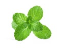 Fresh mint leaf close up on white background Royalty Free Stock Photo