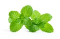Fresh mint leaf close up on white background Royalty Free Stock Photo