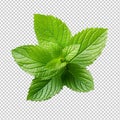 Fresh mint leaf isolated on transparent background Royalty Free Stock Photo