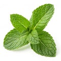 Fresh mint leaf isolated on transparent background Royalty Free Stock Photo