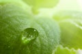 Fresh mint leaf. Macro photography