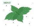 Fresh mint leaf. Mint leaf. Vector illustration. Royalty Free Stock Photo