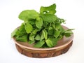 Fresh mint leaf. Vector illustration. Royalty Free Stock Photo