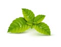 Fresh mint leaf. Vector menthol healthy aroma. Herbal nature plant. Spearmint green leafs