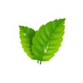 Fresh mint leaf. Vector menthol healthy aroma. Herbal nature plant. Spearmint green leafs