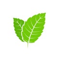 Fresh mint leaf. Vector menthol healthy aroma. Herbal nature plant. Spearmint green leafs flat