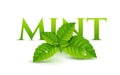 Fresh mint leaf. Vector menthol healthy aroma. Herbal nature plant. Spearmint green leafs