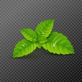 Fresh mint leaf. Vector menthol healthy aroma. Herbal nature plant. Spearmint green leafs