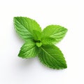 Fresh Mint Leaf On White Background - Nature-inspired Patterns Royalty Free Stock Photo