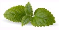 Fresh mint leaves Royalty Free Stock Photo