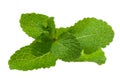 Fresh mint leaves Royalty Free Stock Photo