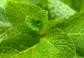 Fresh mint leaves Royalty Free Stock Photo
