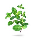Fresh mint leaves in the air close-up isolated on a white background Royalty Free Stock Photo