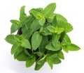 Fresh mint leaves bunch isolated on white background, top view