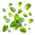 Falling mint leaves isolated on white background Royalty Free Stock Photo