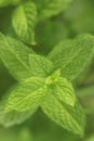 Fresh mint leaves Royalty Free Stock Photo