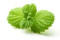 Fresh mint leaves, close-up, isolated on white background Royalty Free Stock Photo