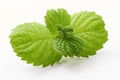 Fresh mint leaves, close-up, isolated on white background Royalty Free Stock Photo